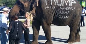 Elefante é explorada em comício de Trump, pré-candidato à presidência dos Estados Unidos