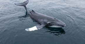 Essa baleia nada a 35 km/h com corpo de torpedo pesando 10 toneladas inteiras