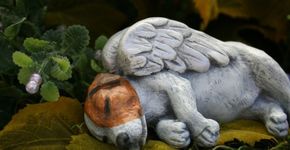 Como lidar com a morte de um animal de estimação