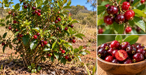 Parece uma cereja comum, mas esta fruta brasileira guarda uma característica pouco conhecida