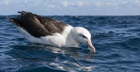Aves marinhas podem beber água salgada porque eliminam parte do excesso de sal por glândulas próximas aos olhos