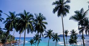 Foto: (tropicalpixsingapore/iStock)