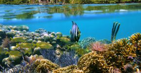 Foto: (Damocean/iStock)