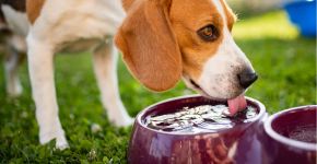 Animais de estimação sofrem com tempo seco: saiba como protegê-los neste período