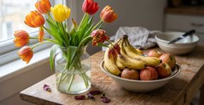 Na Holanda a tulipa é resistente a tudo, porque nunca a deixam perto de frutas maduras na cozinha