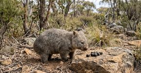 O vombate é o único animal que faz cocô em formato de cubo e cientistas descobriram como
