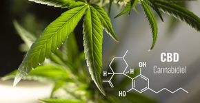 Canabidiol reduziu tumor em pulmão de idosa em 76%; leia pesquisa do Reino Unido