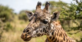 Girafas podem ser surpreendentemente boas em matemática simples, revela estudo