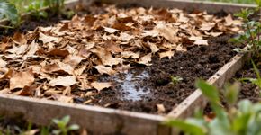 Folhas caídas no gramado viram adubo natural de graça se você souber usar direito