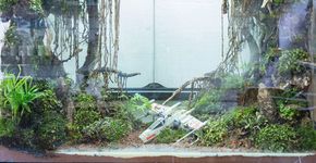 Fã de Star Wars? Saiba como deixar a casa com a cara do filme