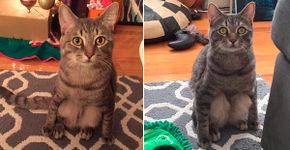 Conheça Wilbur, o gato diferentão que senta como um humano