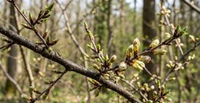 A primavera está chegando e esta árvore começa a mudar de aparência antes das flores aparecerem