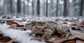 O sapo que vira “picolé” no inverno e volta a pular na primavera