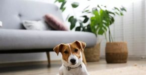 Melhores cachorros para viver em apartamento