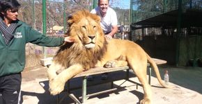 Zoológico passa de inovador a polêmico na Argentina