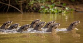 Esse animal brasileiro é tão valente que nem jacaré ou onça ousam chegar perto