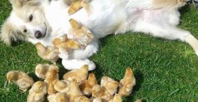 18 imagens que vão fazer você sorrir com tanta fofura