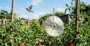 CDs velhos podem salvar sua horta: aprenda a usar essa técnica simples que mantém pássaros longe dos frutos maduros