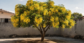 Por que essa árvore de crescimento explosivo virou a favorita de quem tem pressa para ver o jardim formado e florido