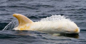 Bebê golfinho albino raríssimo é avistado na costa da Califórnia