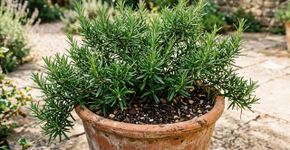 O alecrim aguenta quase tudo, mas não deve ficar perto desta planta: veja onde plantar no jardim e como aproveitar melhor no dia a dia