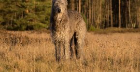 Deerhound: conheça as características do cachorro dessa raça 