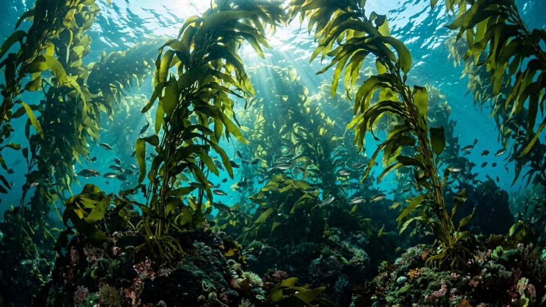A união entre cientistas e pescadores viabilizou a restauração de dezenas de acres de habitat marinho.