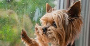 Cachorro com medo de chuva: 6 dicas para ajudar o seu animal 