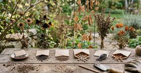 6 plantas que jardineiros recomendam para guardar sementes e cultivar novas mudas sem precisar comprar outras