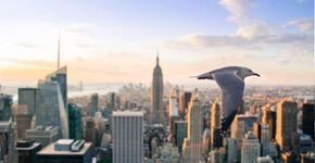 Toronto: cidades são transformadas para evitar colisões de aves