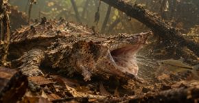 A tartaruga amazônica que se disfarça de folhas mortas e engole a presa antes que ela entenda o que aconteceu