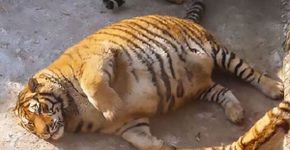 Fotos de tigres obesos em parque turístico chocam ambientalistas