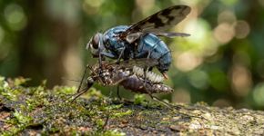 Esta mosca nem precisa pousar no ser humano para colocar sua larva sob a pele: ela usa mosquitos como “entregadores” dos próprios ovos