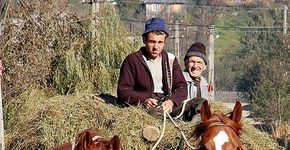 Exemplo: país proíbe carroças puxadas por cavalos e burros