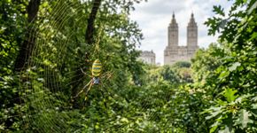 Uma aranha gigante e invasora já está se movendo por um dos parques mais famosos dos Estados Unidos