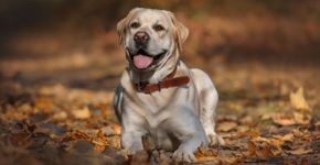 Cachorros de filmes: 8 nomes de personagens para se inspirar 