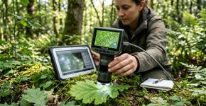 Por séculos, as folhas tomaram uma decisão vital em milissegundos… Agora, cientistas, com um microscópio portátil, conseguiram capturar aquele momento e vê-lo pela primeira vez