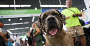 Foto: (Fabio Rodrigues-Pozzebom/ Agência Brasi)