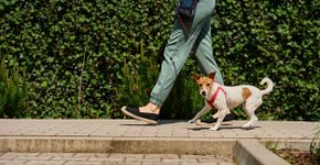 Foto: (Lazy_Bear/istock)