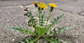 Parece apenas mato no jardim, mas essa planta resistente é nutritiva e brota sozinha o ano inteiro