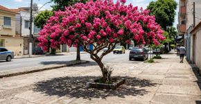 A árvore que cresce muito rápido, oferece uma sombra bem fresca e tem flores que parecem formar um tapete celestial