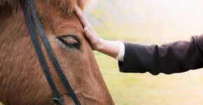 Estudo revela que cavalos podem decifrar expressões faciais
