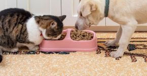 Entenda como o ambiente pode favorecer a obesidade nos animais
