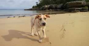Cachorro na praia: devo ou não levar?