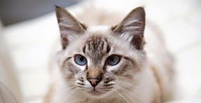 Gatos estão sendo capturados por dedetizadoras