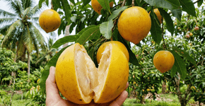 A fruta com a textura de um pudim e o sabor que lembra um doce de leite caseiro