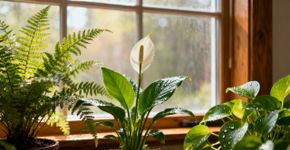 6 plantas que absorvem a umidade, mantem sua casa seca e confortável, previnem o mofo e purificam o ar