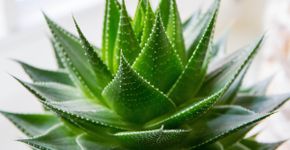 5 plantas que melhoram a qualidade do ar
