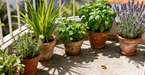 A planta de folha cheirosa que espanta mosquito e ainda perfuma o quintal