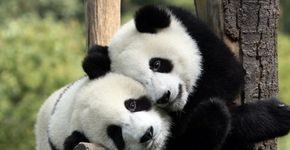 Zoológico do Rio receberá casal de pandas do governo chinês